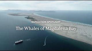 The Whales of Magdalena Bay | Expedition Spotlight | Lindblad Expeditions