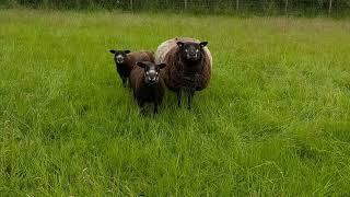 First blue texel lambs into the flock