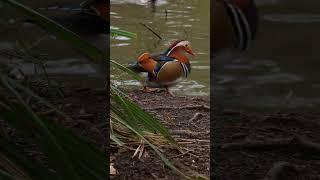 Mandarin Ducks and Mallards #ducks #mandarinduck #mallards #feedingducks