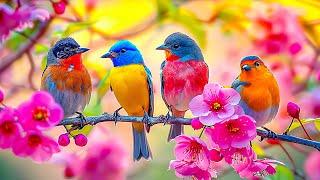 Bird Sounds 4K~ Birdsong Clear Your MindHeal the Heart, Relieve Stress, and Detox Negative Emotions