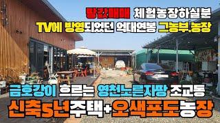 (S276)금호강이 흐르는 영천노른자땅 영천시 조교동땅매매 오색포도농원+신축3년농가주택 20년노하우 억대연봉 체험농원 투자겸 경영하실분 866p 3.3㎡당90만원 영천부동산 영천땅