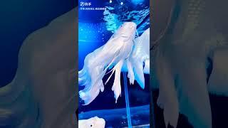 WHITE FISH WITH VERY BEAUTIFUL FINS