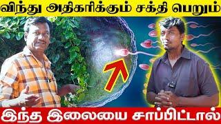 விந்து சக்தி பெற  இந்த மூலிகை இலையை சாப்பிட்டால் போதும் | Yogam Wellness