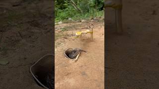 Among DIY snake trap make by Toothbrush #creativesnaketrap