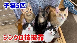 【行き場のない子猫達を空輸】見事なシンクロ技をご覧ください