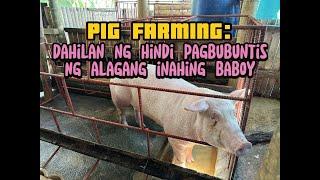 PIG FARMING: Mga Dahilan ng Hindi Pagbubuntis ng Alagang Inahing Baboy