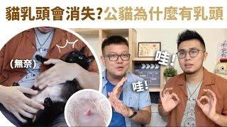 【貓乳頭會消失？公貓為什麼有乳頭？】志銘與狸貓