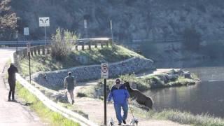 Cow elk chases jogger and dog, Evergreen, CO