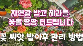 베란다에서  제라륨 꽃들이 활짝 핍니다/꽃 씨앗 발아 후 관리 방법 /