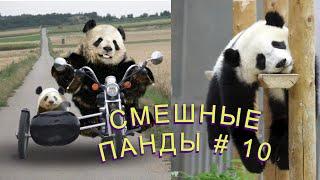 Смешные ПАНДЫ #10 / Лучшие приколы 2021 / Funny PANDA.