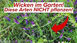 Wicken im Garten pflanzen – welche Wicken sind geeignet (und welche nicht)?