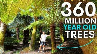 New Zealand's Dinosaur Trees are Thriving in Britain - here's why