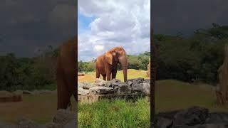 [PointFOOTAGE] Animals - Elephant rocks place in Zoo - Vertical FS - 11489108