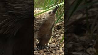 Curious echidnas love to explore