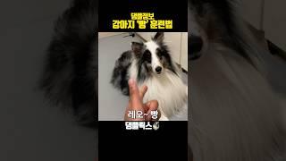 강아지 빵 쉽게 가르치는법