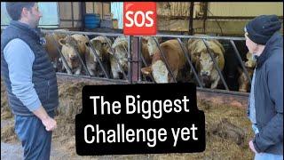 Help us fight, Too big of a challenge #farm #farming #cows #tractors #lambs #irish #ireland #sheep