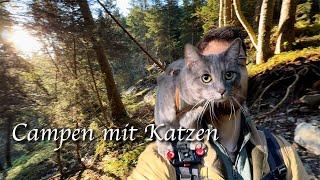 Wandern mit Katzen (einige Probleme)