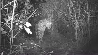 A Female Leopard found in the Islamabad Margalla hills National Park at Trail-4 and -6 hiking Tracks