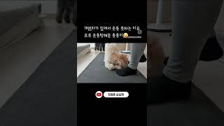 개엄마가 집에서 운동 못하는 이유 #다견가정 #푸들 #삼둥이 #말티푸 #강아지브이로그