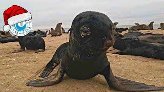 Baby Seals Christmas at Pelican Point - Happy Holidays from the OCN team!