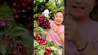 Fresh cherry #baonhienfood #yummyfarm #farming