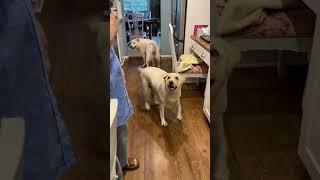 Yellow lab trick… round and round for a treat