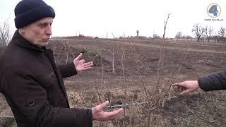 Плодово-ягідний розсадник у селі Мужилів. - Погляд зблизька