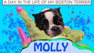 A Day in the Life of a * BOSTON TERRIER - What They Are Really Like