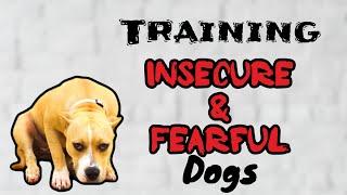 How To Deal With An Insecure Fearful Dog