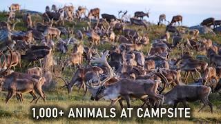 1,000+ animals storm our remote campsite on 22-day trip