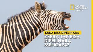 Ini Alasan Mengapa Tidak Semua Hewan Cocok Jadi Peliharaan - National Geographic Indonesia