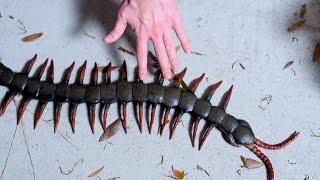 WORLD'S LARGEST CENTIPEDE!