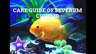 New World Cichlids | Red Spotted Severum | Care Guide