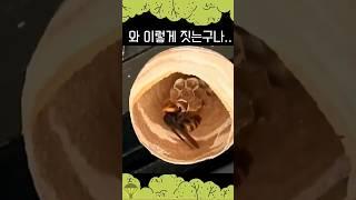 말벌 집을 짓는 과정 (심화편) #shorts