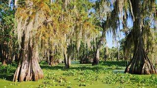 Louisiana Swamp -  Alligators and Cypress with Spanish Moss at Lake Martin, Lafayette LA