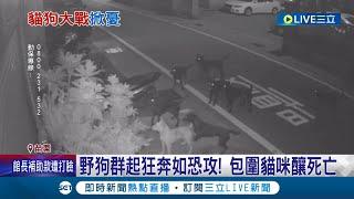 現實版貓狗大戰! 苗栗野狗群起狂奔如恐攻! 包圍貓咪釀死亡 凶猛狗群集體行動 居民:萬一咬人怎麼辦｜記者 黃孟珍 李建瑩 陳秉豪｜【LIVE大現場】20230826｜三立新聞台