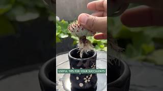 Easy Succulent Plants Care: A Beginner's Guide to Growing Beautiful Succulents
