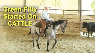 Green Filly Starting On Cattle - Cutting Horse Training - Reined Cow Horse Training