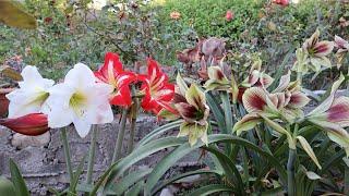 Los primeros Hippeastrum en florecer en el jardín - Amaryllis - Azucena - Lirio - Amarilis