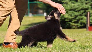 Extremely Guidable & Quick to Learn! | Kraftwerk K9 German Shepherds