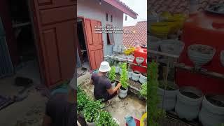 Istri yang hobi berkebun suami yang sibuk menanam  #211 #Bagusriwanto