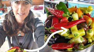 HOW TO FERMENT any VEGETABLE! get more NUTRITION