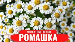 РОМАШКА /О правилах сбора, нюансах заготовки и приготовлении полезных настоев/Аптека под ногами