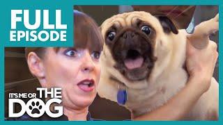 Aggressive Pug Attacks Dog Trainer!  | Full Episode USA