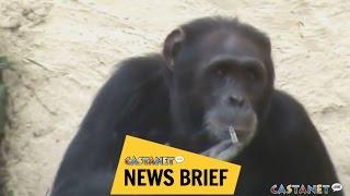 Smoking chimp