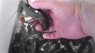 qld blue claw crayfish and some gold fish packed in bags