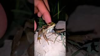 Boing boing the frogs how catch frogs funny || tep longheng funny #viral #reels #trending #shorts