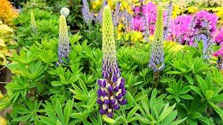 Lupinus Mini Gallery™Blue Bicolor (Dwarf Lupin) // COMPACT, EARLY BLOOMING with BLUE & White Flowers