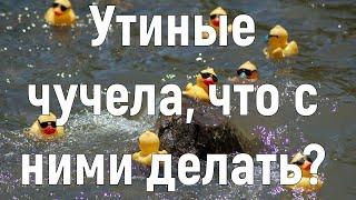 Охота на утку на воде с чучелами. Часть 1.