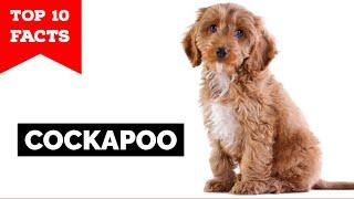 Cockapoo - Top 10 Facts